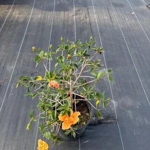 Tropical Hibiscus Live Plant – 3 Gallon Pot – Mallow Family Outdoor Shrub - Image 3