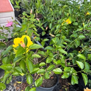 Tropical Hibiscus Live Plant – 3 Gallon Pot – Mallow Family Outdoor Shrub - Image 5