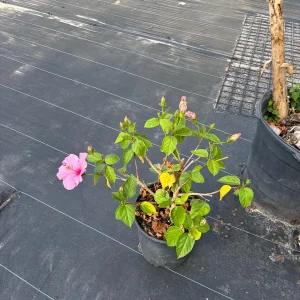 Tropical Hibiscus Live Plant, 3 Gallon Pot, Outdoor Flowering Shrub - Image 4