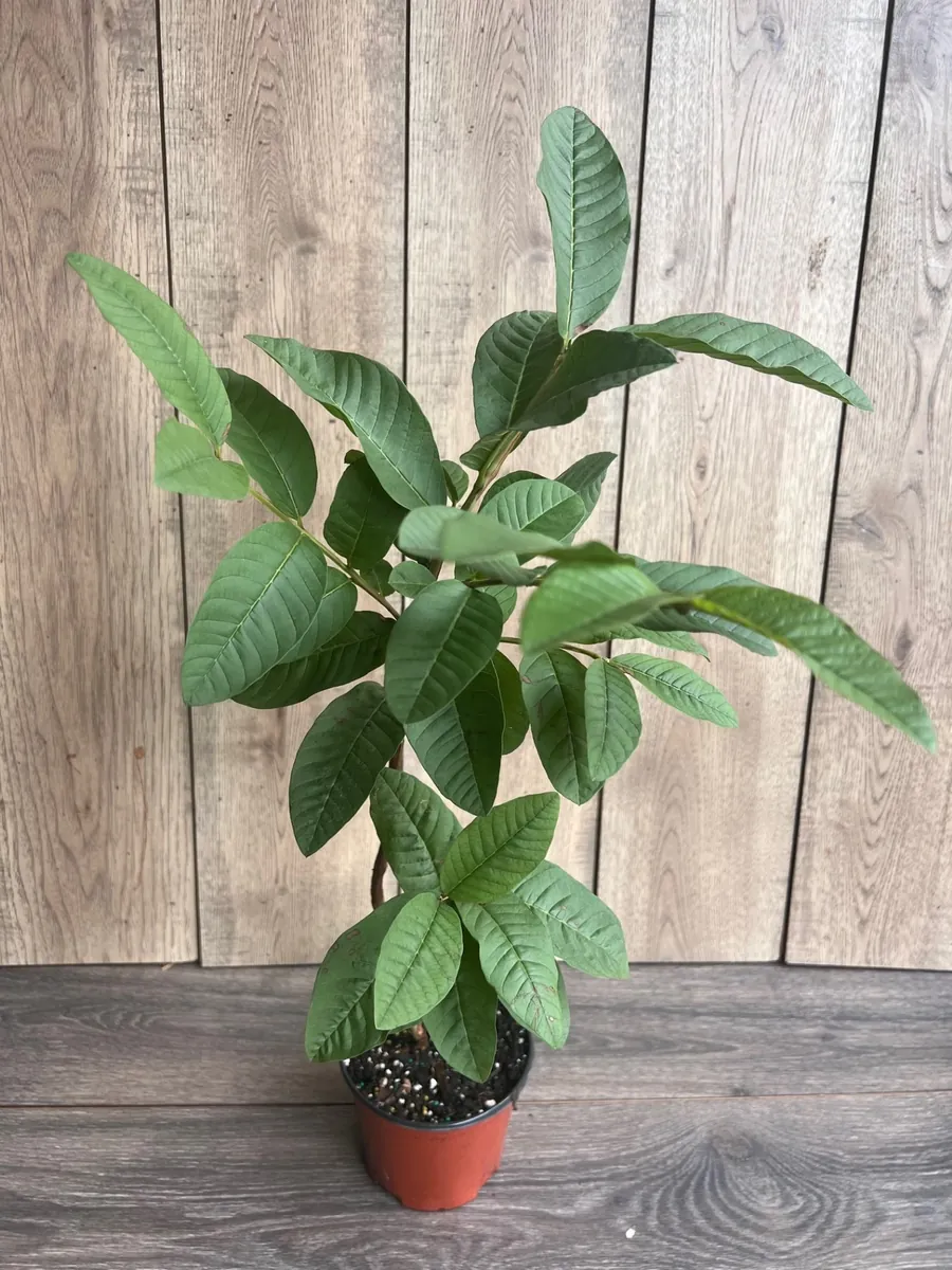Tropical Pink Guava Live Plant - Psidium Guajava Tree in 6 inch Pot - Image 2