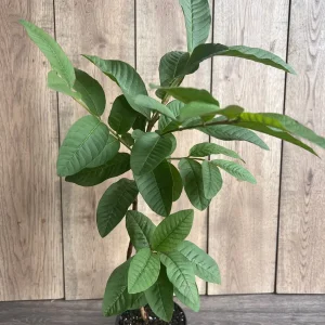 Tropical Pink Guava Live Plant - Psidium Guajava Tree in 6 inch Pot - Image 3