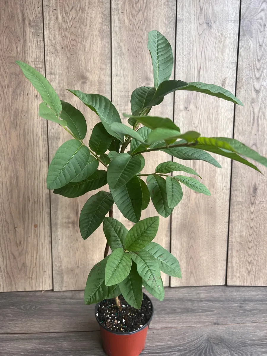 Tropical Pink Guava Live Plant - Psidium Guajava Tree in 6 inch Pot - Image 3