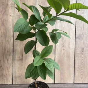 Tropical Pink Guava Live Plant - Psidium Guajava Tree in 6 inch Pot - Image 4