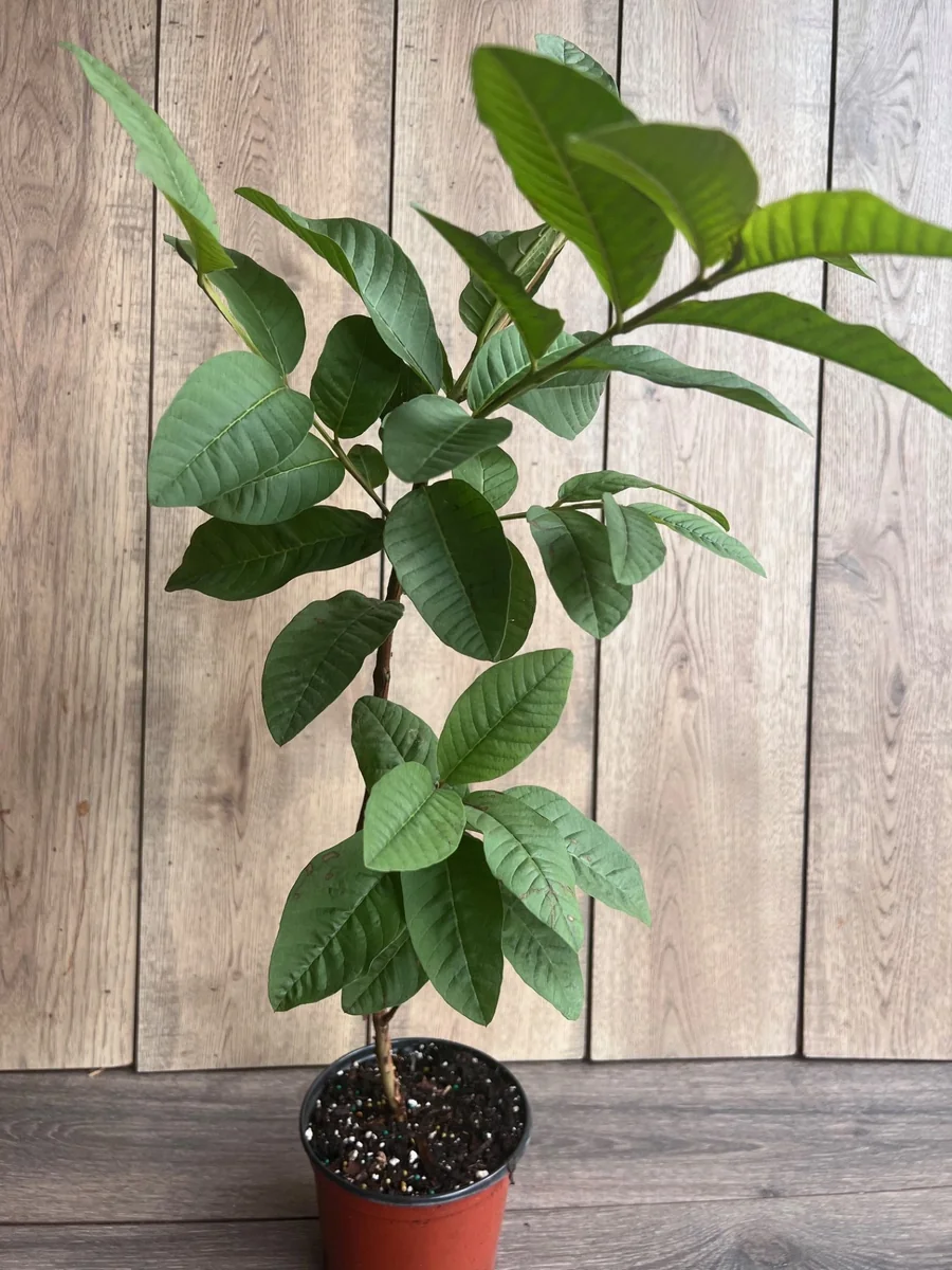 Tropical Pink Guava Live Plant - Psidium Guajava Tree in 6 inch Pot - Image 4