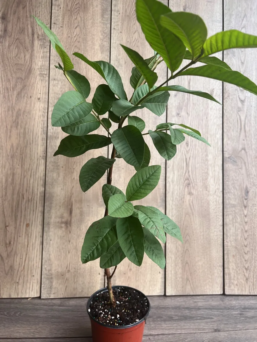 Tropical Pink Guava Live Plant - Psidium Guajava Tree in 6 inch Pot - Image 5