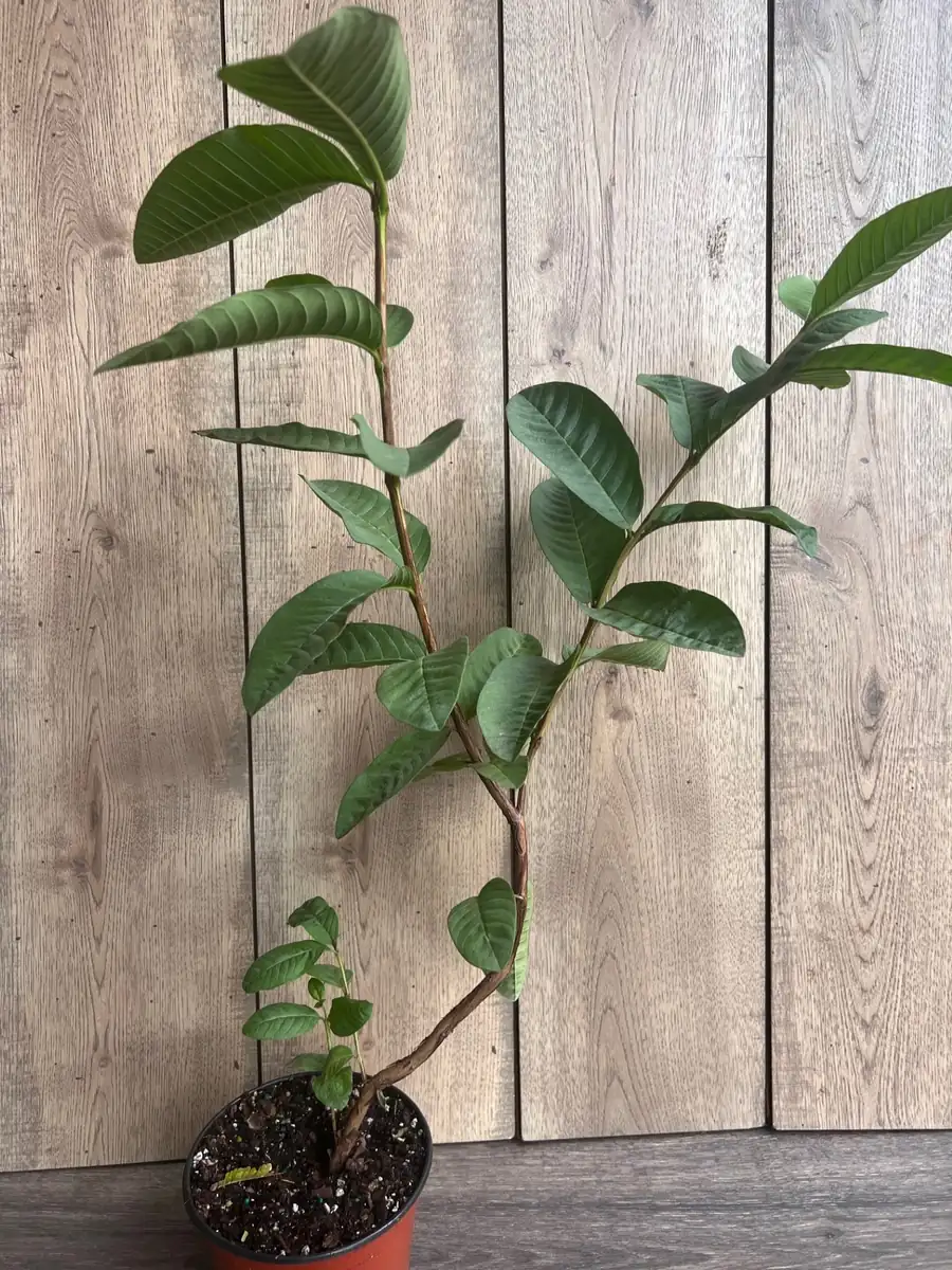 Tropical Pink Guava Live Plant - Psidium Guajava Tree in 6 inch Pot - Image 6