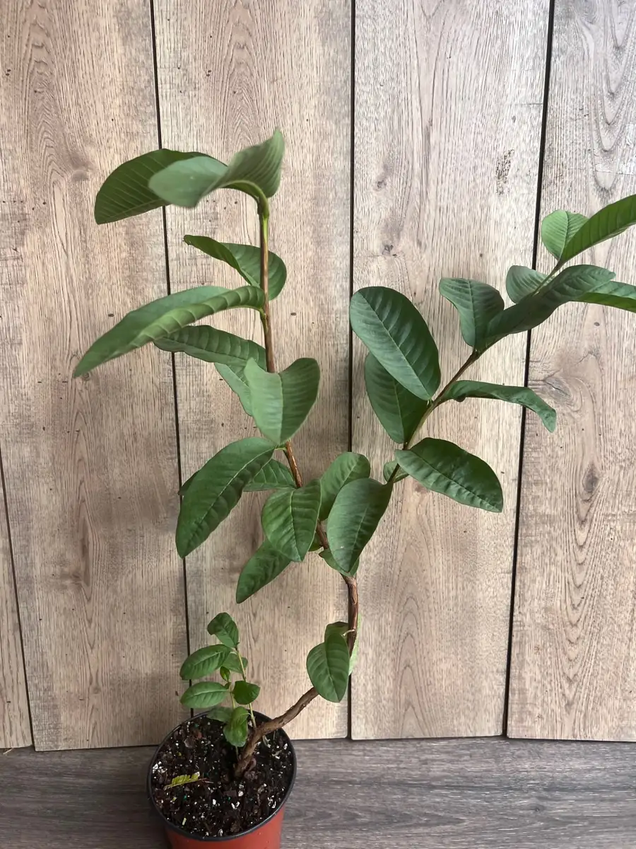 Tropical Pink Guava Live Plant - Psidium Guajava Tree in 6 inch Pot - Image 7