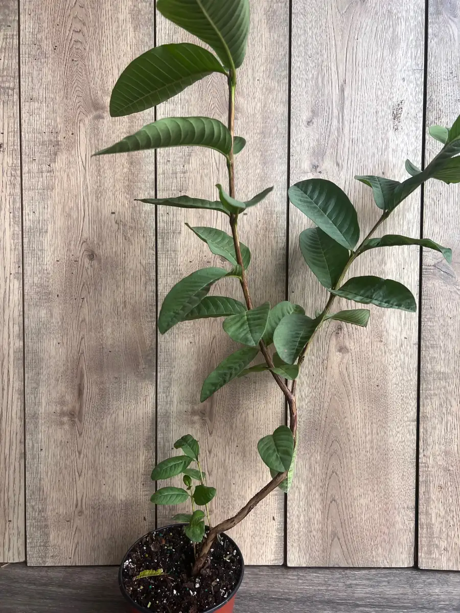 Tropical Pink Guava Live Plant - Psidium Guajava Tree in 6 inch Pot - Image 8