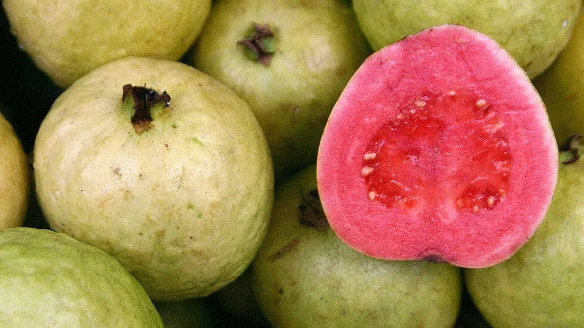 Tropical Pink Guava Live Plant - Psidium Guajava Tree in 6 inch Pot - Image 1