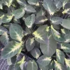 Tropical Storm Elephant Ear Live Plant - 3.5 inch Container - Outdoor Foliage - Image 1