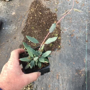 Trumpet Honeysuckle Major Wheeler Live Plant 3.5 inch pot - Hummingbird Vine - Image 2
