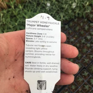 Trumpet Honeysuckle Major Wheeler Live Plant 3.5 inch pot - Hummingbird Vine - Image 4