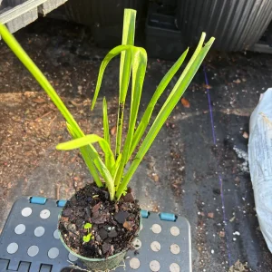 Tuberose Rajnigandha Live Plant - Fragrant Night-Blooming Flower in 4 inch Pot - Image 3