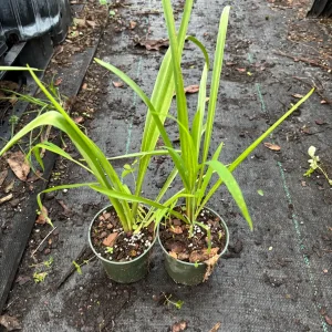 Tuberose Rajnigandha Live Plant - Fragrant Night-Blooming Flower in 4 inch Pot - Image 4