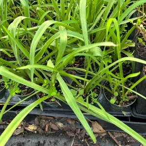 Tuberose Rajnigandha Live Plant – Fragrant White Flowers – 4-inch Pot - Image 2