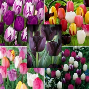 Tulip Flower Bulbs - 14 Bulb Mix, Black, Red, White, Purple - Fall Planting - Image 2