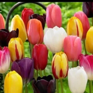 Tulip Flower Bulbs - 14 Bulb Mix, Black, Red, White, Purple - Fall Planting - Image 5