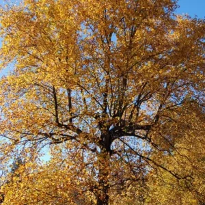 Tulip Poplar Live Plant – Quart Pot – Fast-Growing Native Shade Tree – Liriodendron tulipifera - Image 10