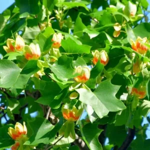Tulip Poplar Live Plant – Quart Pot – Fast-Growing Native Shade Tree – Liriodendron tulipifera - Image 2