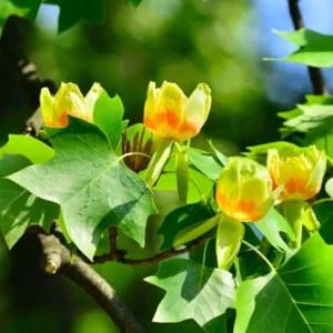 Tulip Poplar Live Plant – Quart Pot – Fast-Growing Native Shade Tree – Liriodendron tulipifera - Image 3