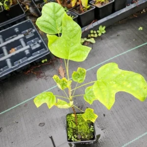 Tulip Poplar Live Plant – Quart Pot – Fast-Growing Native Shade Tree – Liriodendron tulipifera - Image 6