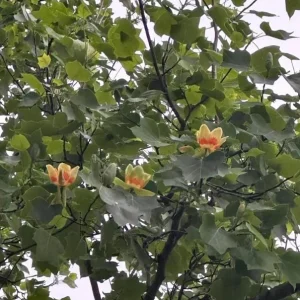 Tulip Poplar Live Plant – Quart Pot – Fast-Growing Native Shade Tree – Liriodendron tulipifera - Image 8