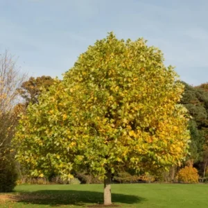 Tulip Poplar Live Plant – Quart Pot – Fast-Growing Native Shade Tree – Liriodendron tulipifera - Image 9