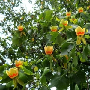Tulip Poplar Live Tree - Fast Growing Shade Tree - Quart Pot - Outdoor - Image 2