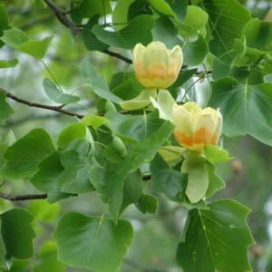 Tulip Poplar Live Tree - Fast Growing Shade Tree - Quart Pot - Outdoor - Image 3