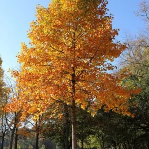 Tulip Poplar Live Tree - Fast Growing Shade Tree - Quart Pot - Outdoor - Image 1
