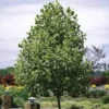 Tulip Poplar Tree 12-24in Bare Root - Fast Growing Live Plant - Image 1