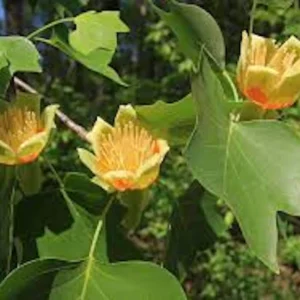 Tulip Poplar Tree 12-24in Bare Root - Fast Growing Live Plant - Image 4