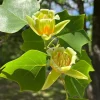 Tulip Poplar Tree Bare-Root - Liriodendron tulipifera - 2 Pack Landscaping & Garden Plants - Image 1