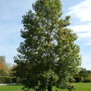 Tulip Poplar Tree Bare-Root - Liriodendron tulipifera - 2 Pack Landscaping & Garden Plants - Image 2
