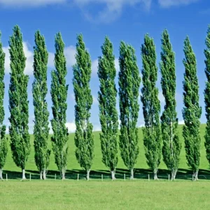 Tulip Poplar Tree Cuttings - Liriodendron tulipifera Flowering Yellow - 7 Cuttings - Image 4