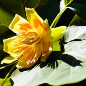 Tulip Tree Live Plant – Liriodendron tulipifera – 6-12
