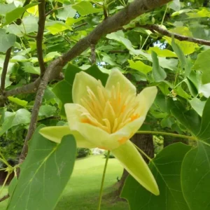 Tulip Tree Live Plant – Liriodendron tulipifera – 6-12