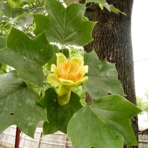 Tulip Tree Live Plant – Liriodendron tulipifera – 6-12