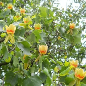 Tulip Tree Live Plant – Liriodendron tulipifera – 6-12