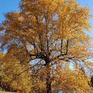 Tulip Tree Live Plant – Liriodendron tulipifera – 6-12