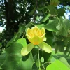 Tulip Tree Live Plant – Liriodendron tulipifera – 6-12" Tall Quart Pot – Outdoor - Image 1