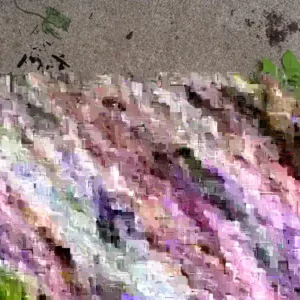 Tulip Tree Live Plant (Liriodendron Tulipifera) - Up to 2 ft Tall, Bare Root, Outdoor - Image 4