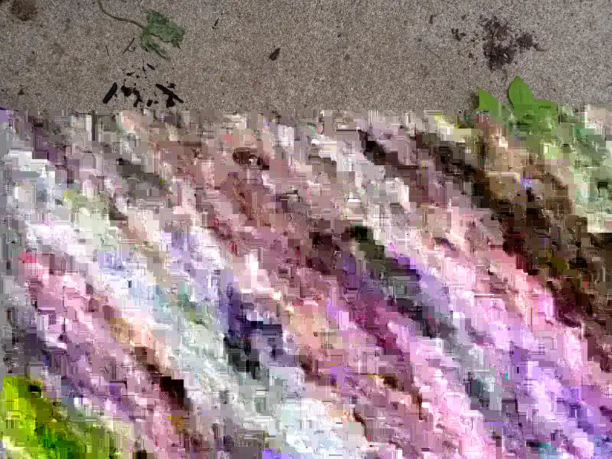 Tulip Tree Live Plant (Liriodendron Tulipifera) - Up to 2 ft Tall, Bare Root, Outdoor - Image 4