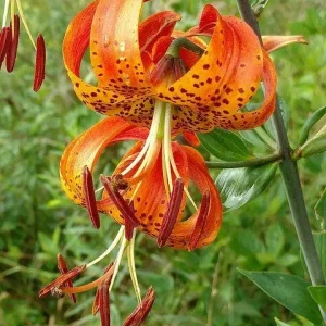 Turk's Cap Lily Bulbs - Lilium Superbum - Vibrant Orange Flowers - USDA Zones 5-8 - Image 3