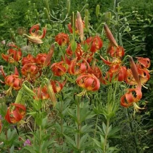 Turk's Cap Lily (Lilium superbum) Bare Root Plant – Large #1 Size – Outdoor Perennial - Image 4