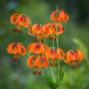 Turk's Cap Lily (Lilium superbum) Bare Root Plant – Large #1 Size – Outdoor Perennial - Image 5