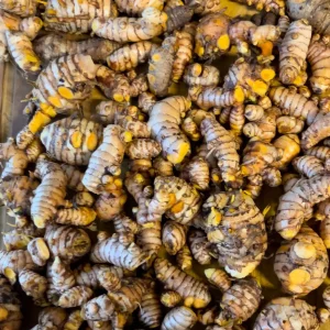 Turmeric Plant Live - 2 inch Plugs - Curcuma longa - Culinary Herb - Image 3