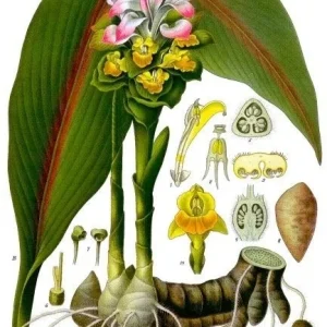 Turmeric Plant Live - 2 inch Plugs - Curcuma longa - Culinary Herb - Image 4