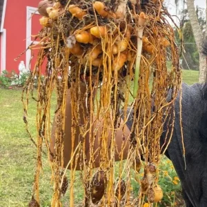 Turmeric Plant Live - 2 inch Plugs - Curcuma longa - Culinary Herb - Image 5