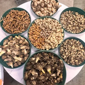 Turmeric Rhizomes for Planting - Easy to Grow Spice Plant - Image 3